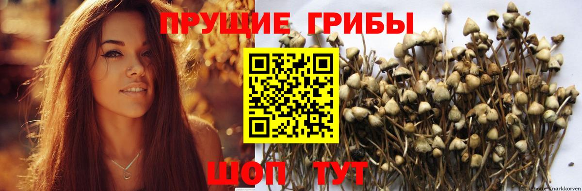 Псилоцибиновые грибы прущие грибы Заинск